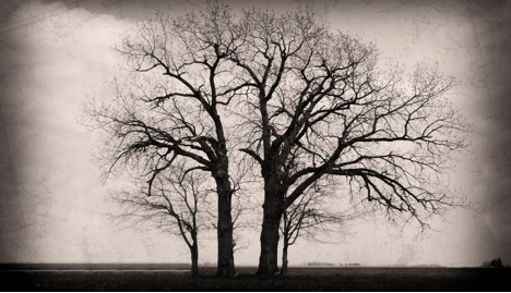 photo of two trees growing side by side