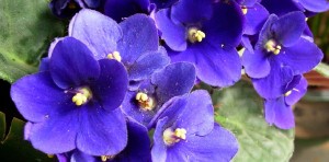 Violets: February birth flower