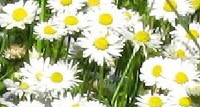 daisies: April birth flower