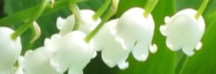 Lilly of the Valley: May birth flower