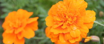 Marigold: October birth flower