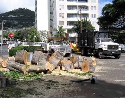 Workers cutting down trees in the LCH parking lot