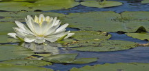 WaterLily: July birth flower
