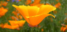 Poppy: August birth flower