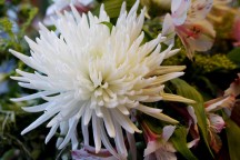 Chrysanthemum: November birth flower