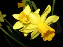 Narcissus: December birth flower
