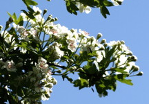 Hawthorn: May birth flower