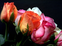 Rose: June birth flower