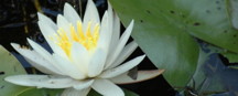 Water Lilly: July birth flower