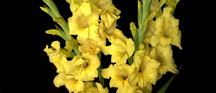 Gladiolus: August birth flower