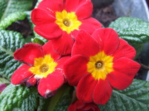 Primrose: February birth flower