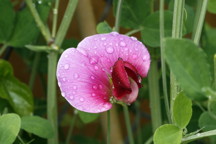 Sweet Pea: April birth flower
