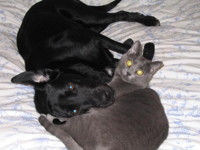 Molly the black lab and Buddy the cat