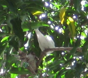 Our neighborhood white tern