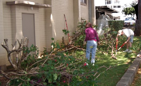 Cutting back plants along the mauka side of the church