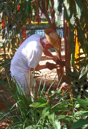 Cutting back overgrown ti plants by the Punahou Street entrance