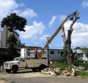Workers cut up the mango tree in the back parking lot.