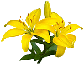 yellow lillies graphic