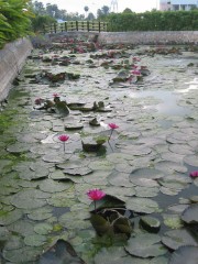 Lily pond