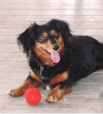 photo of a dog with a ball