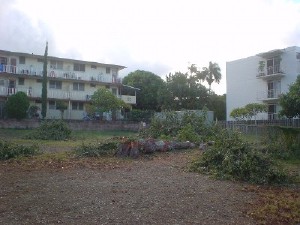 The old tree from the Poki lot waits to be hauled away.