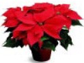 poinsettia