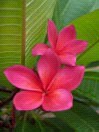 Red plumeria flowers