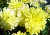 chrysanthemums, the November birth flower