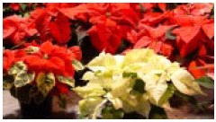 poinsettia, the December birth flower