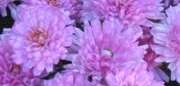 November birth flower: chrysantemum