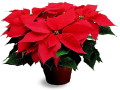 poinsettia picture