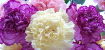 January birth flower: carnations