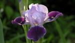 Iris: February birth flower