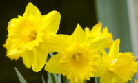 Daffodil: March birth flower