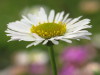 Daisy: April birth flower