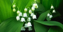 Lily of the Valley: May birth flower