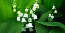 Lilly of the Valley: May birth flower
