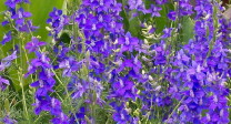 Larkspur: June birth flower