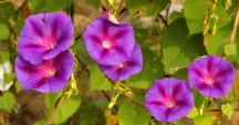 September birth flower: Morning Glory