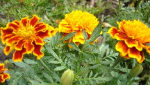 October birth flower: marigold