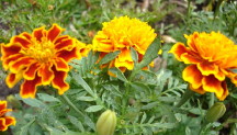 October birth flower: Marigold