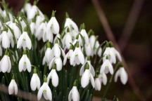 Snowdrop: January birth flower