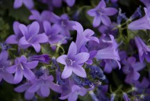 Violets: February birth flower Violets: February birth flower