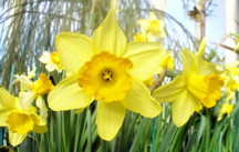 Daffodil: March birth flower