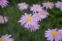 Daisy: April birth flower