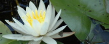 Water Lily: July birth flower