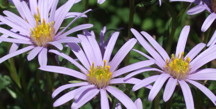 Aster: September birth flower