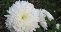 November birth flower: chrysanthemum
