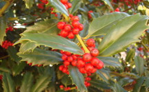 Holly: December birth flower