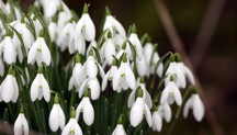 Snowdrops: January birth flower